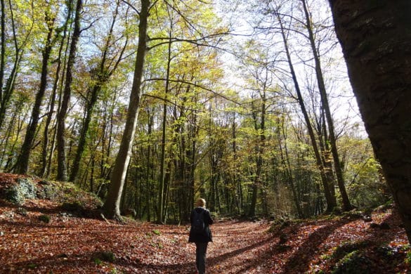 10 fotos para enamorarse de la Fageda d´en Jordà