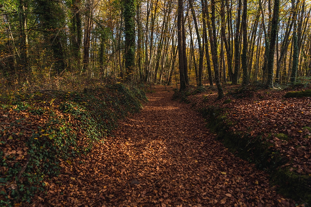 Fageda d'en Jordà.