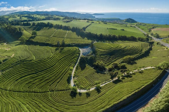 El té más antiguo de Europa se produce en las Azores