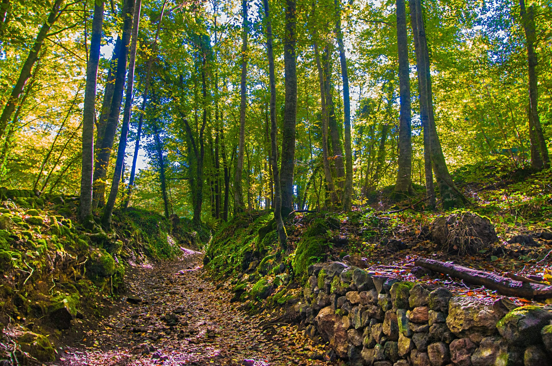 10 fotos para enamorarse de la Fageda d´en Jordà
