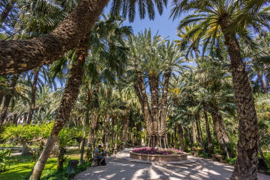 Palmera imperial en Elche, visitada por Sissi Emperatriz en España