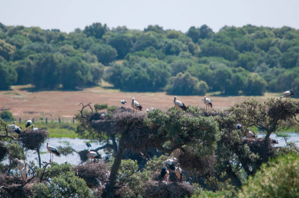 cigüeñas blancas anidando en la reserva natural la Dehesa de Abajo