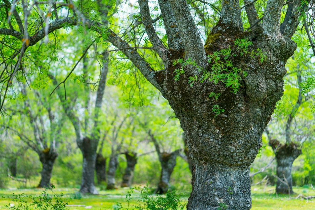 Bosques de España: La Herrería, Madrid