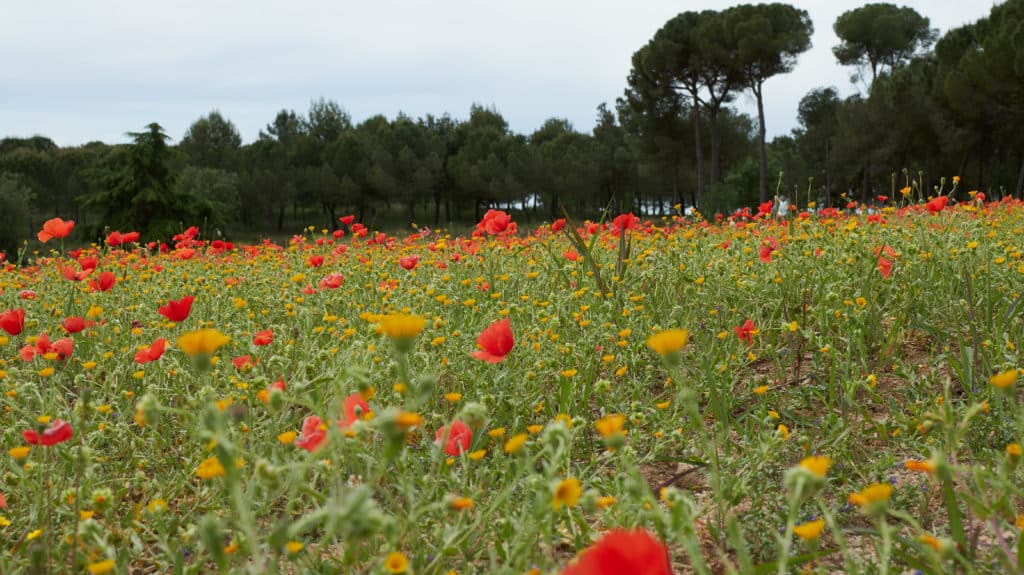 Mollet del Valles