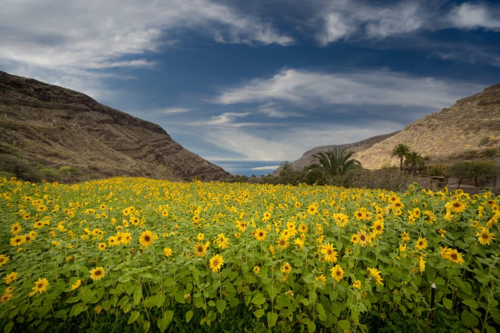 Campos de girasoles en Guayedra