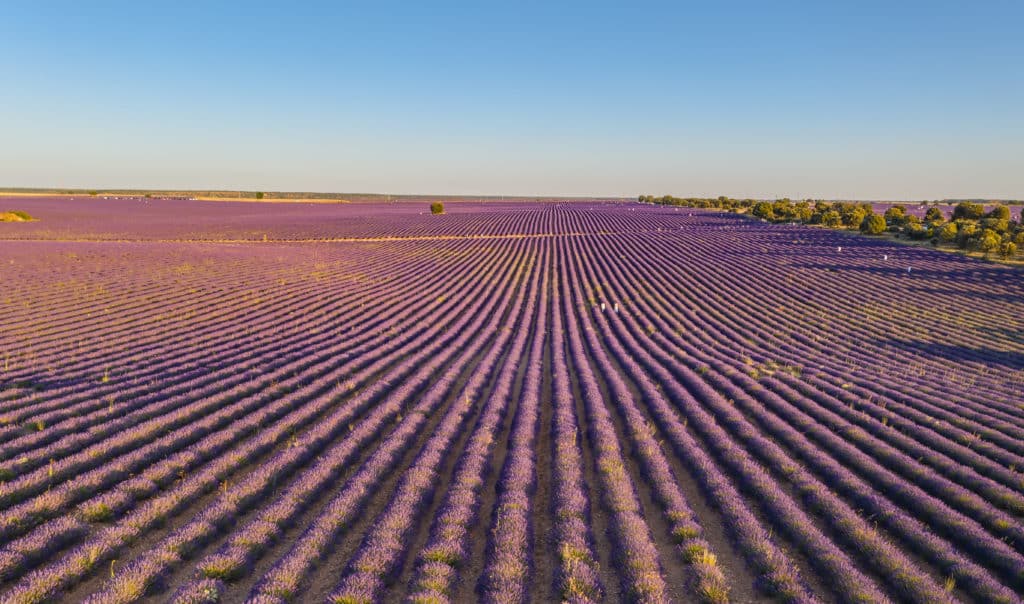 Campos de lavanda de Brihuega