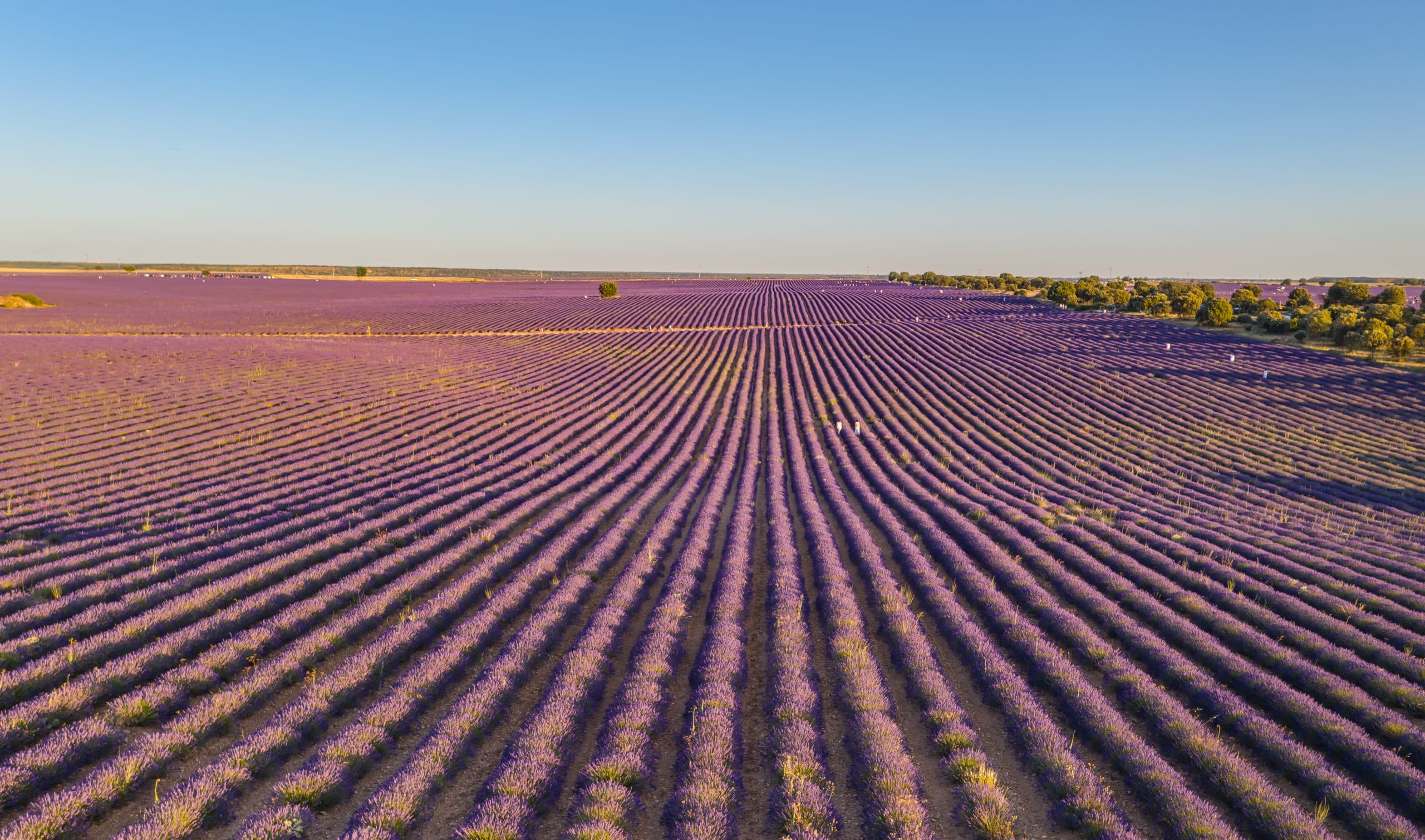 6 campos para ver la lavanda en su máximo esplendor