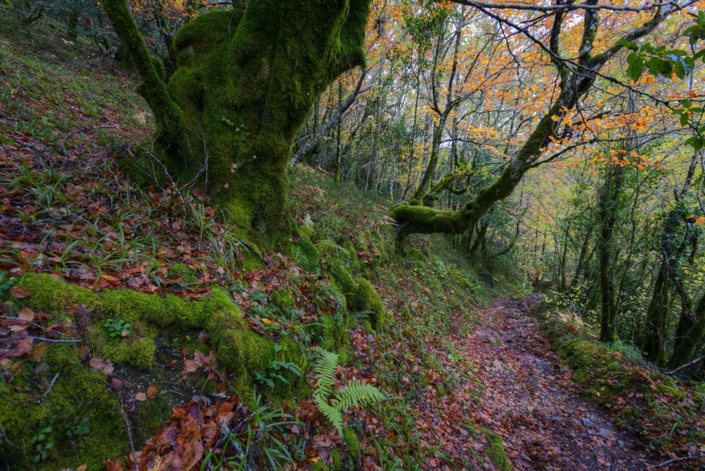 Bosque del Cobre (Lugo)
