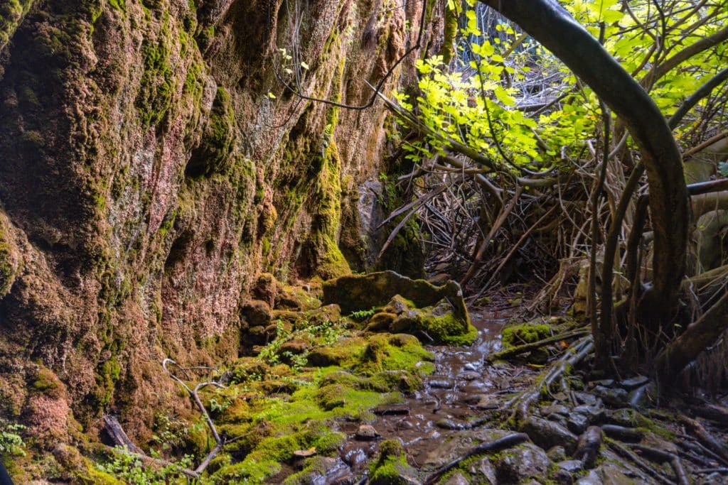 Bosque encantado de higueras