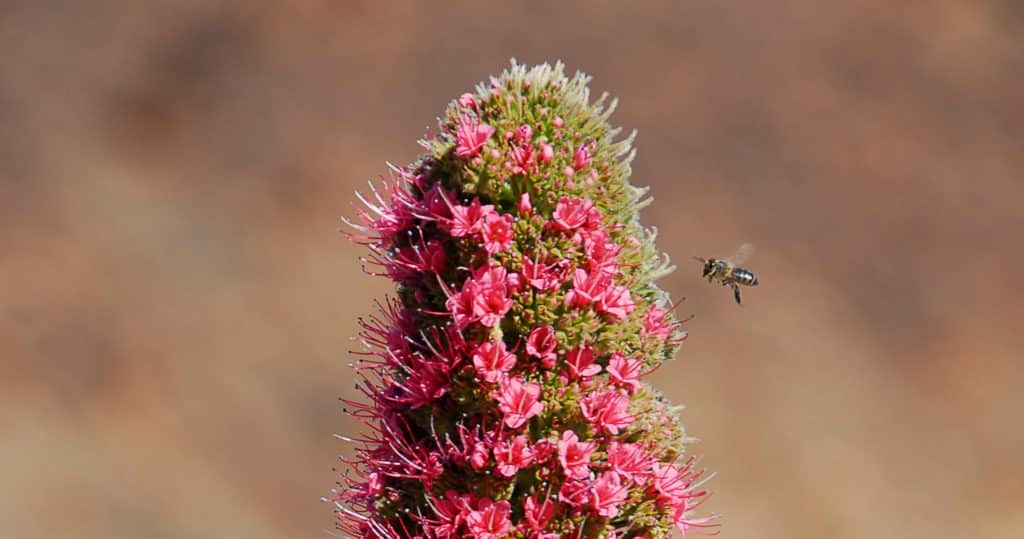 Abeja en Tenerife, Canarias