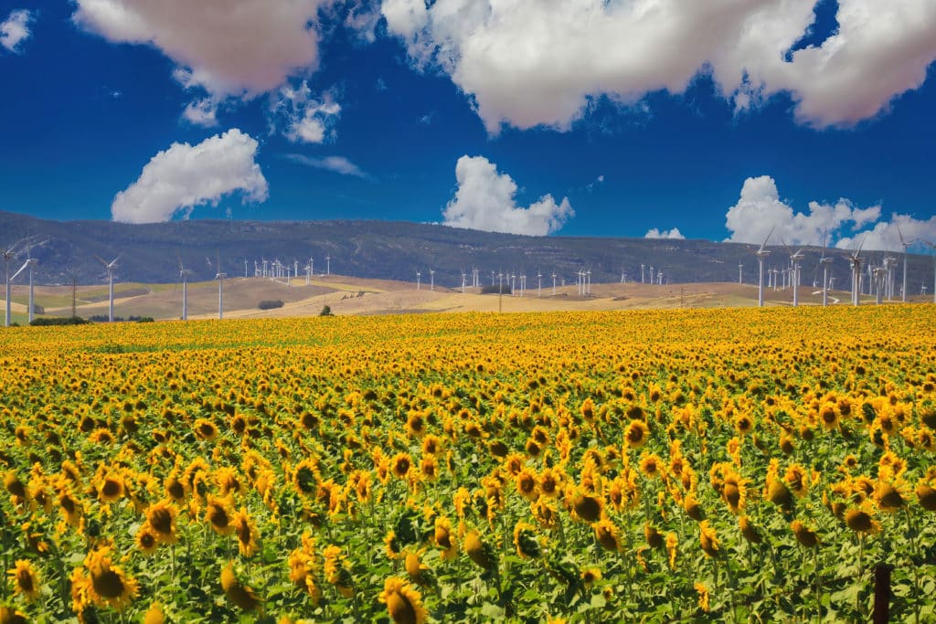 campos de girasoles en Andalucía