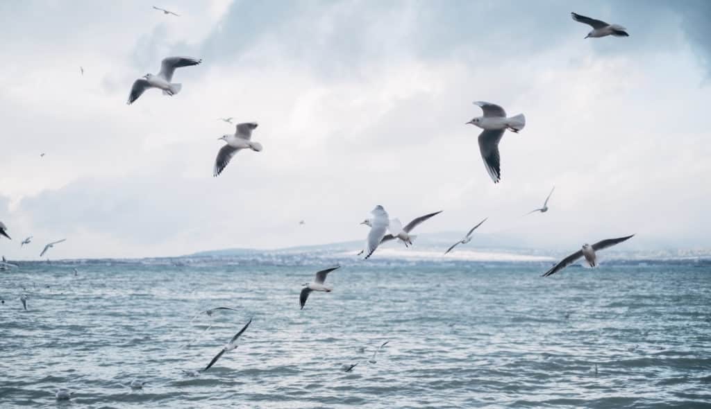 Las gaviotas nos permiten pronosticar el tiempo