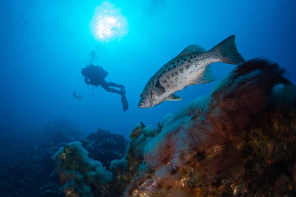 Buceo en la restinga