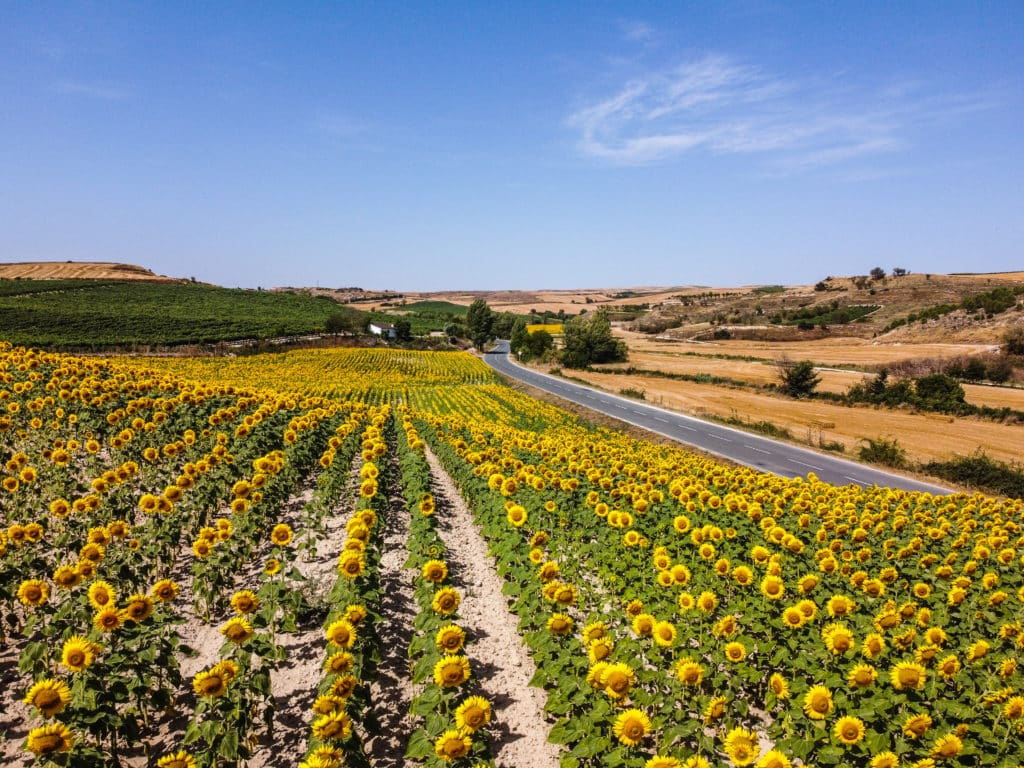 Campos de girasoles en La Bureba, Burgos