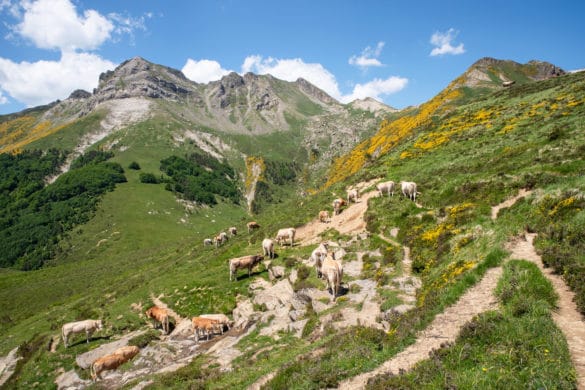 Los franceses regalan tres vacas a los navarros cada año