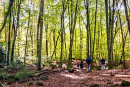 6 pueblos con bosques que te enamorarán