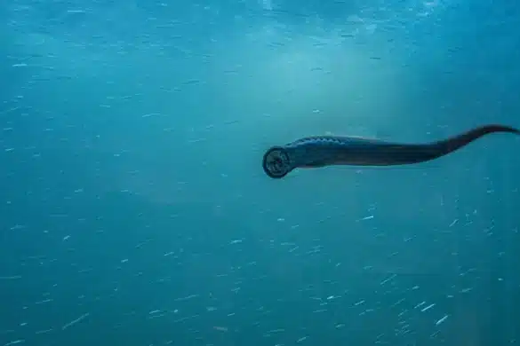 El pez más antiguo del mundo vive en Galicia