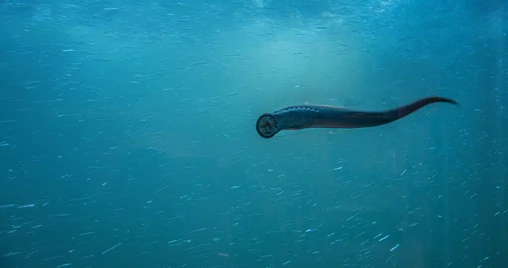 Lamprea, el pez más antiguo del mundo