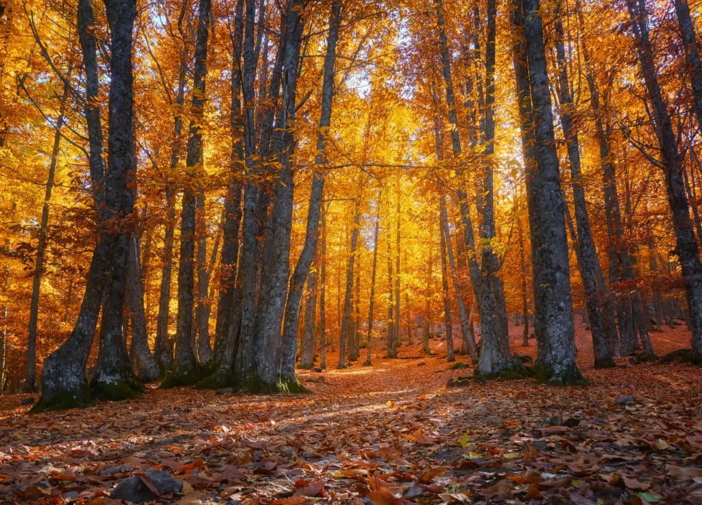 Ruta de senderismo en otoño en El Tiemblo, Ávila