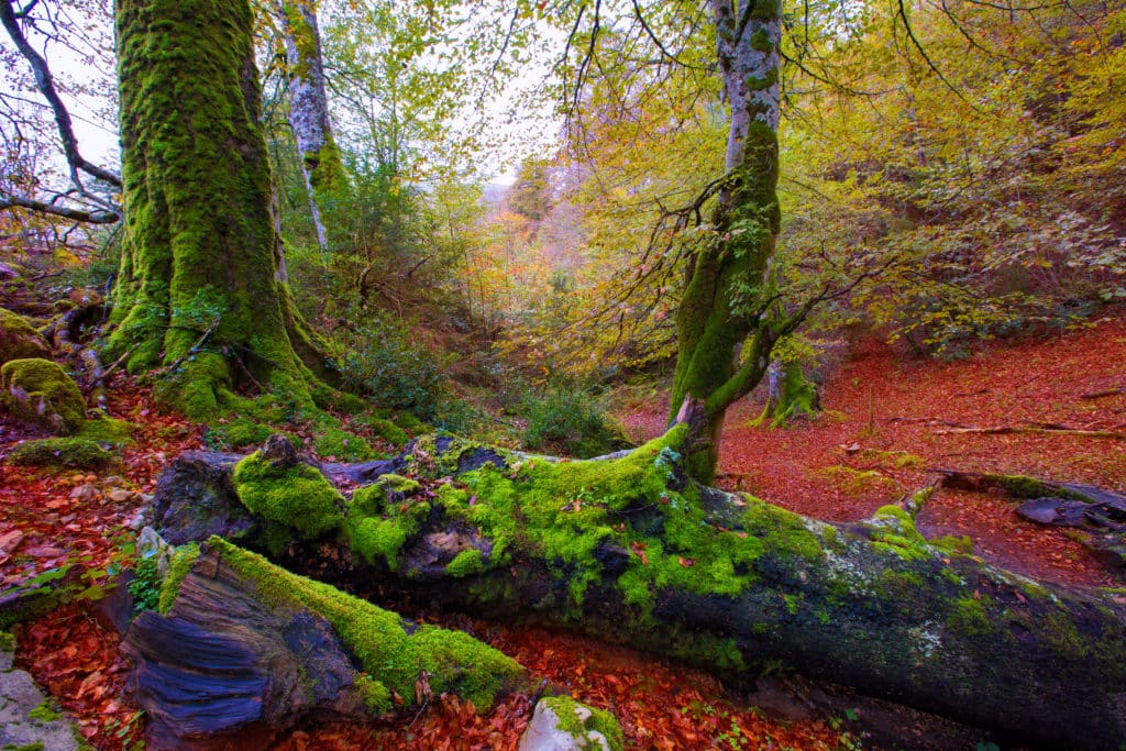 Bosques de España: ruta de senderismo en otoño en la Selva de Irati