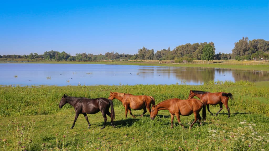 Ideas para visitar Doñana gratis y por libre
