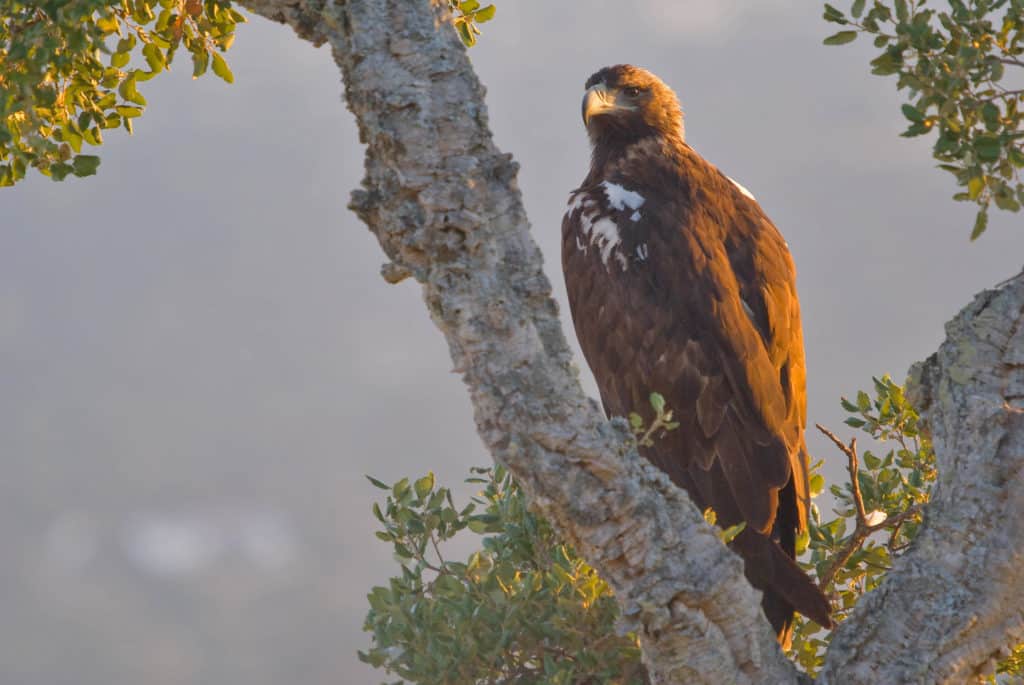 Águila imperial ibérica. Por: © Turismo de Extremadura