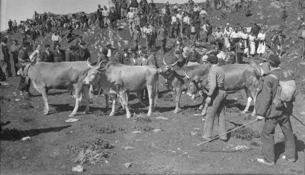 Tributo de las tres vacas