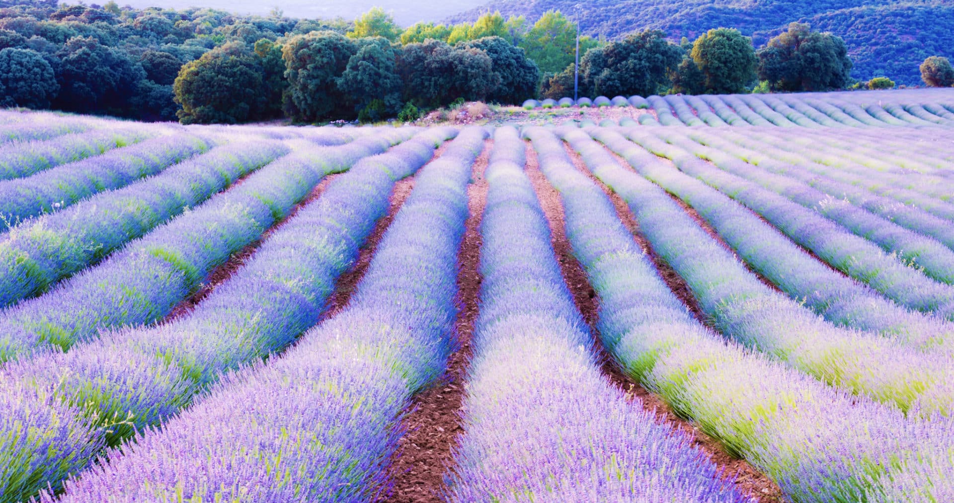 6 campos de lavanda en España