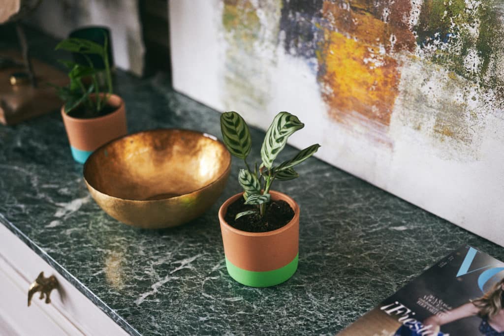 Plantas para decoración