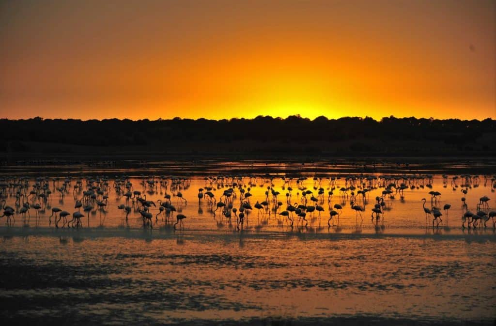 Marisma, aves y arrozales en Sevilla