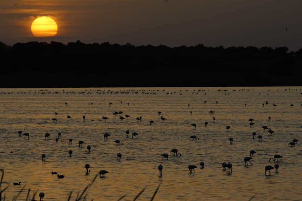 Marisma en Doñana, Sevilla