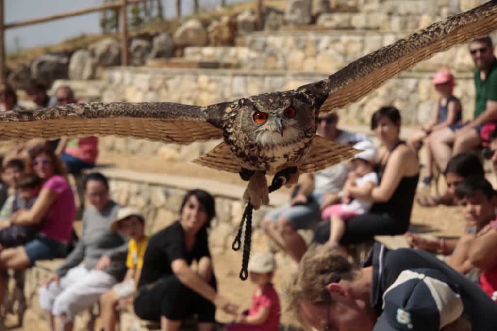 Animales en el Zoo del Pirineu 