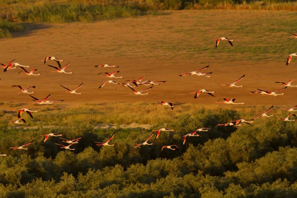 Flamencos