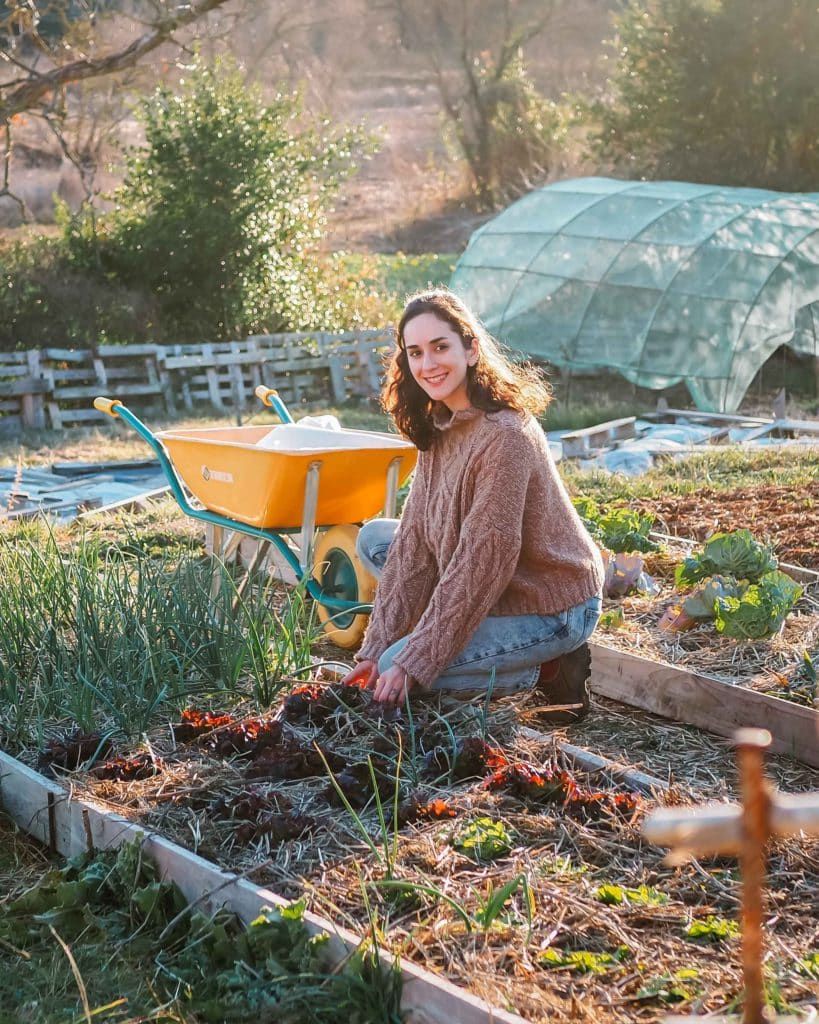 Huerto de tomates