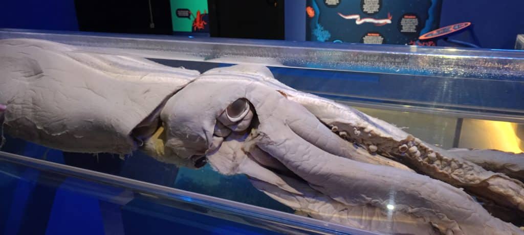 Museo del Calamar Gigante en Luarca, uno de los museos más curiosos de España