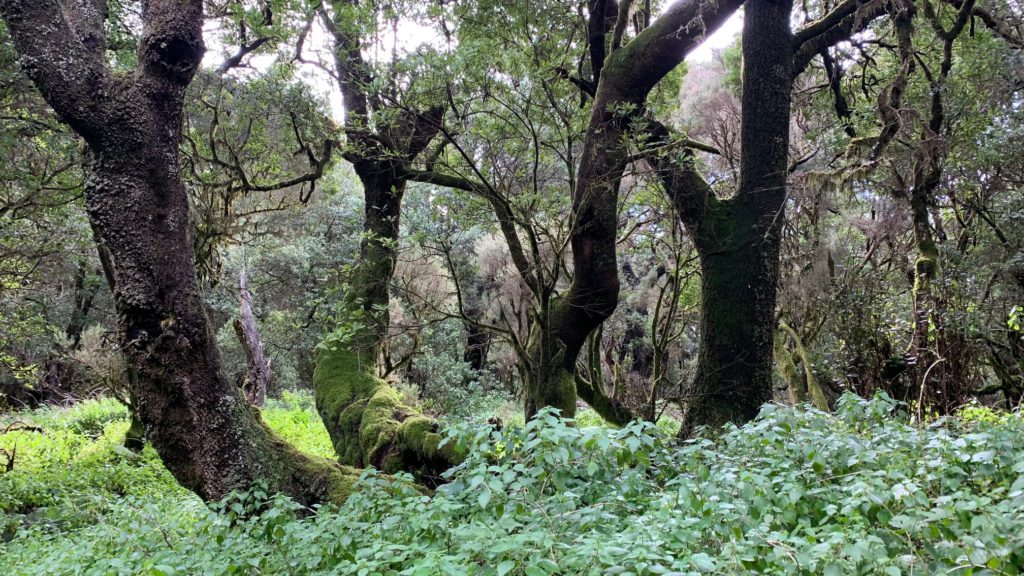 Sendero de La Llanía