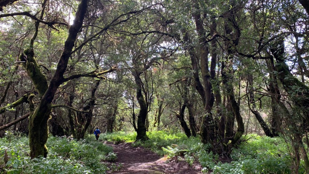 Sendero de La Llanía