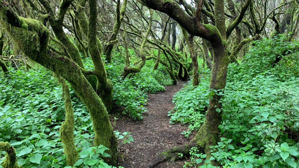 Sendero de La Llanía