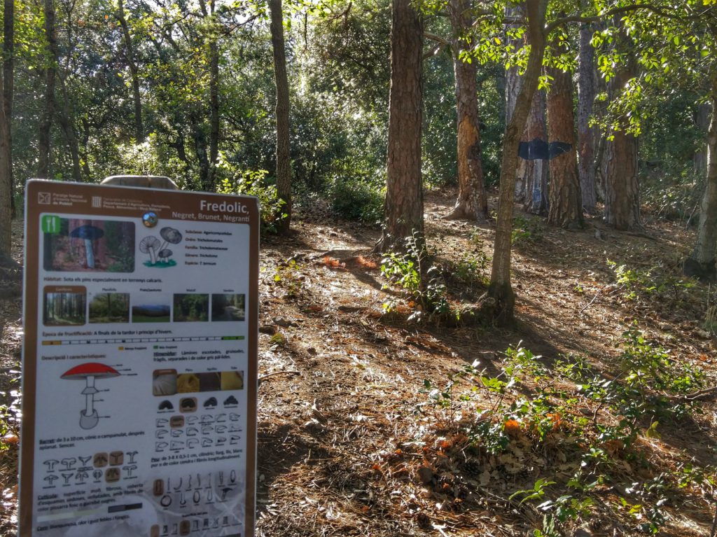 bosque pintado de Poblet