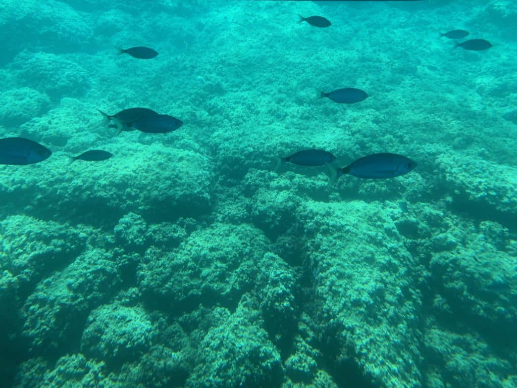 Isla de Benidorm