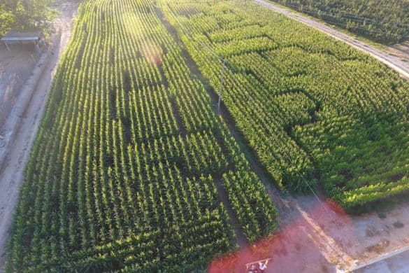 Laberintos vegetales de España: pasillos verdes que aceleran el pulso