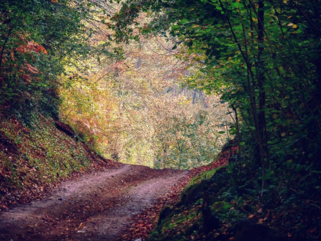 La Fageda d´en Jordà