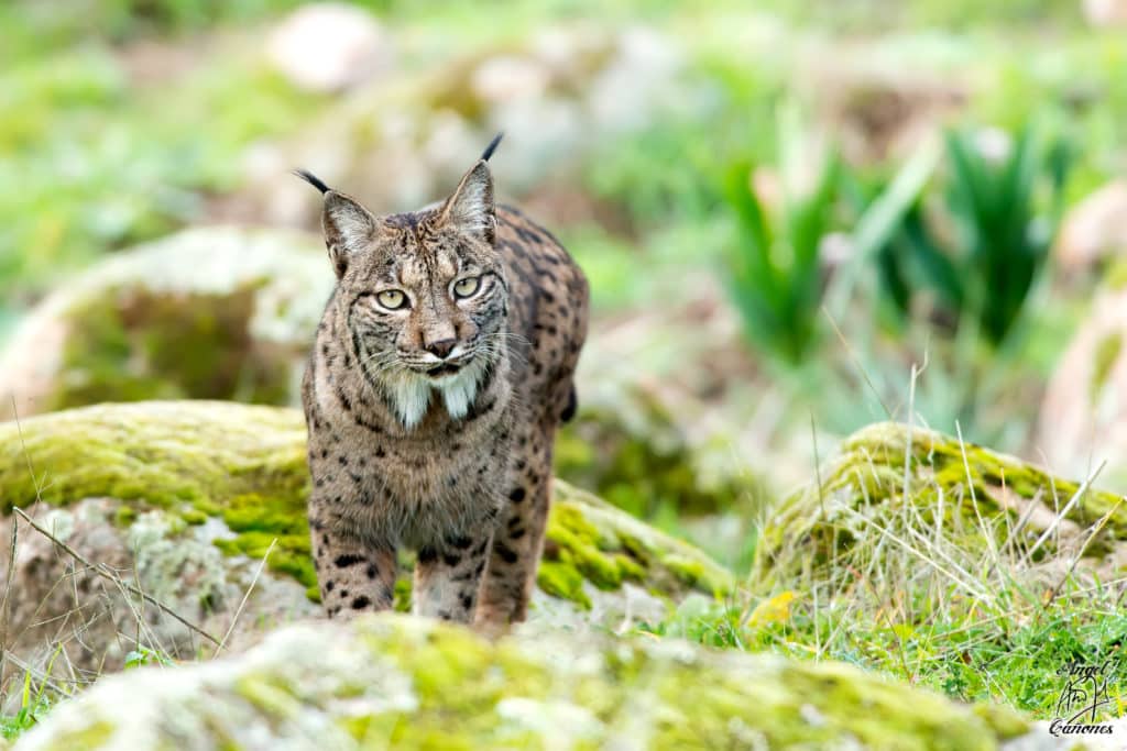 Biodiversidad: Lince ibérico