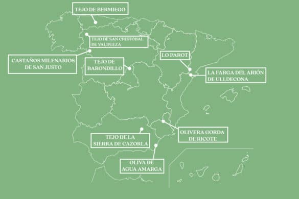 Mapa de los árboles milenarios de España