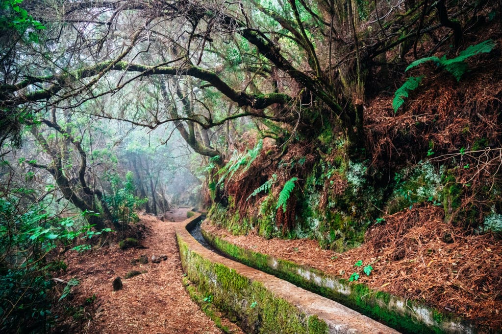 Nacientes de Marcos y Cordero trail, La Palma