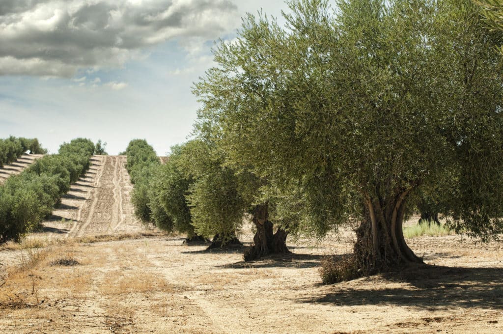 árbol sagrado: Olivos milenarios