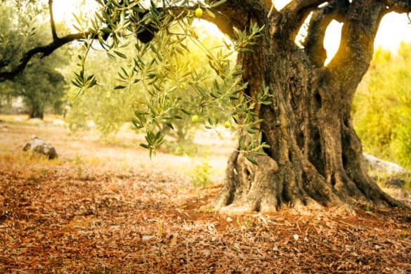 La ruta de los olivos milenarios