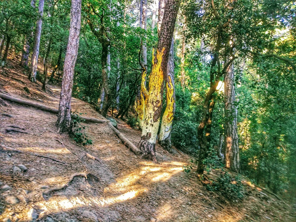 bosque pintado de Poblet
