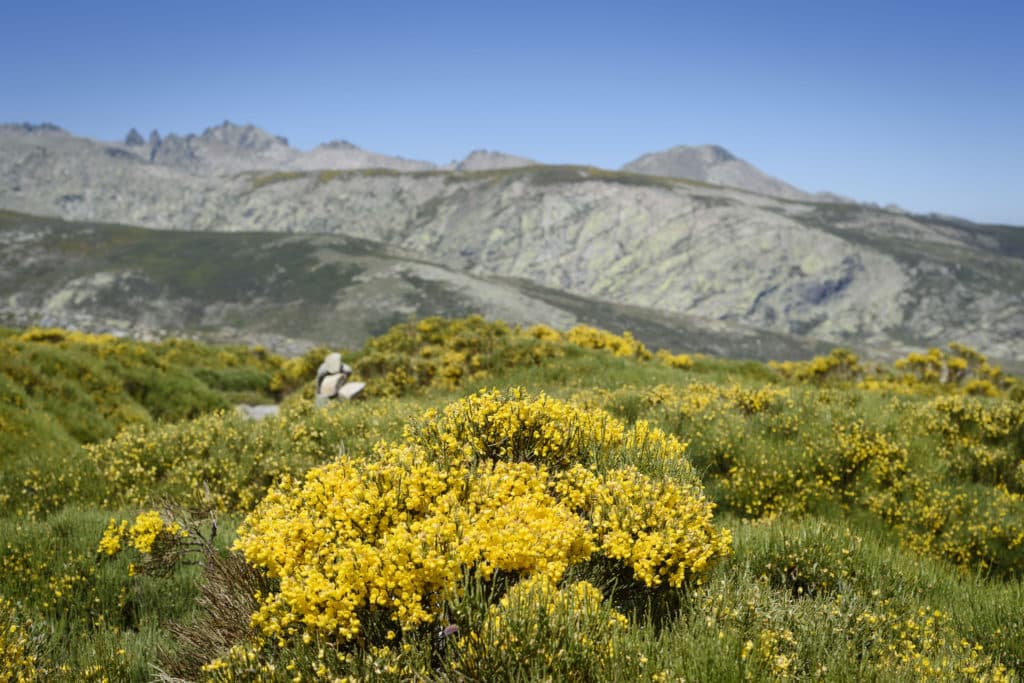 Piornos Sierra de Gredos