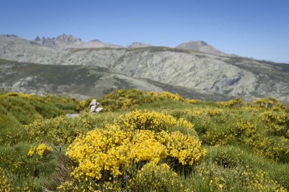 Más allá del cerezo: la floración del piorno en la Sierra de Gredos